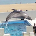 イルカ