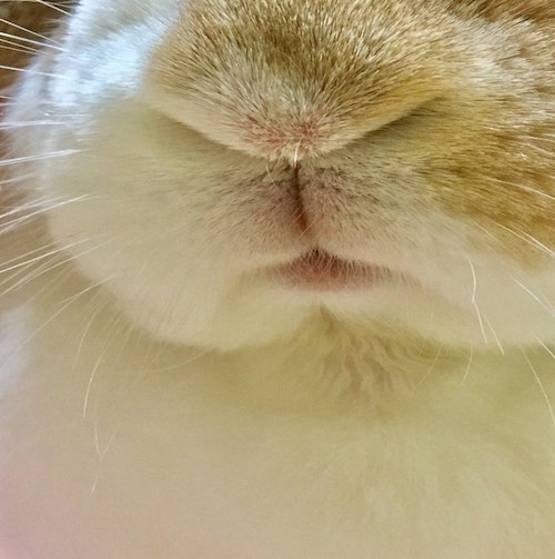 ウサギ（鼻）